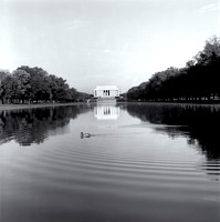 Duck on the Reflecting Pool
