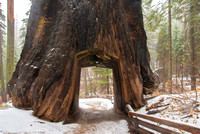 Giant Sequoia_DSC4205