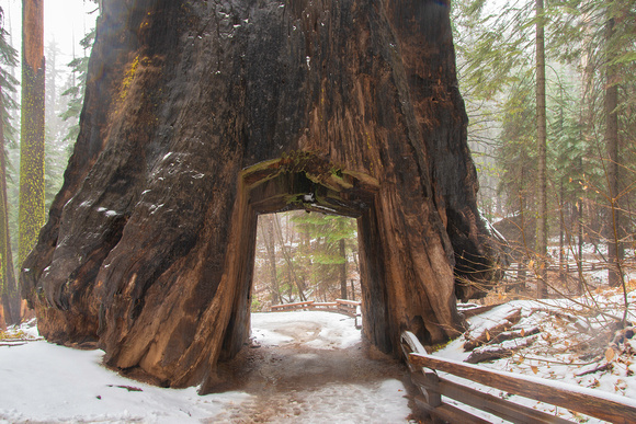 Giant Sequoia_DSC4205