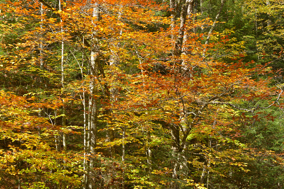 Vt Rt 100 Green Mountains Fall 2014_DSC3260