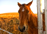 Scooter, Chase County