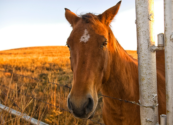 Scooter, Chase County