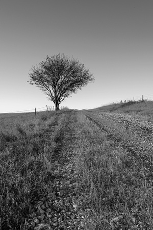 One Tree Hill Mission Valley Ranch