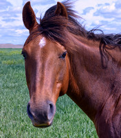 Horse South of Cottonwood Falls