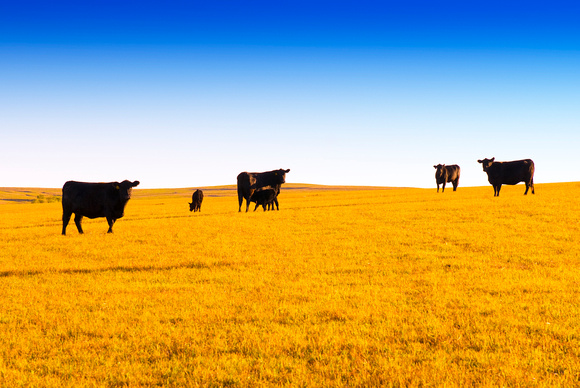 Six Cows, Mission Valley Ranch