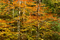 Vt Rt 100 Green Mountains Fall 2014_DSC3260