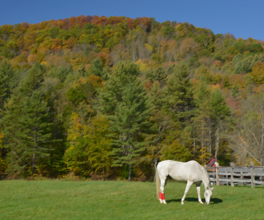 Horse Red Socks